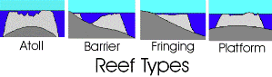 The 4 Basic Types of Reef