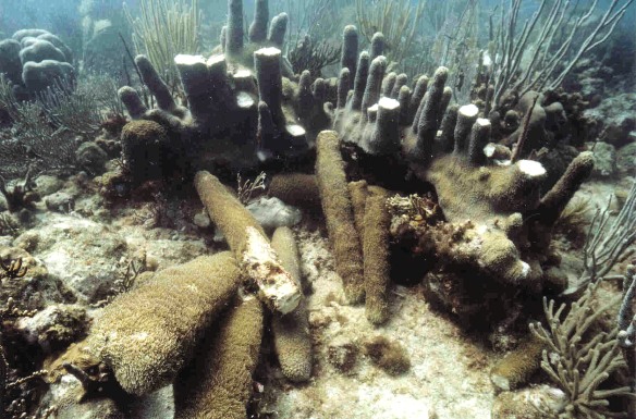 An Example of What Anchors Can Do to Coral Reefs