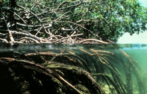 cutaway view of mangrove root system