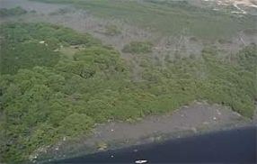 the mangrove surrounding Gramacho