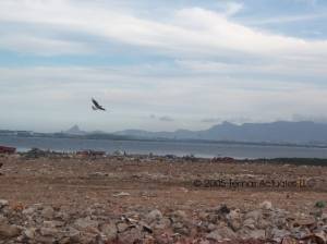 bird soaring over the landfill, Rio in the distance