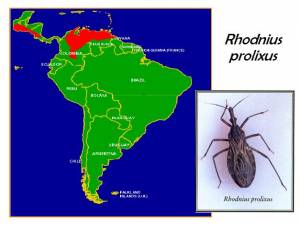 prevalence of Rhodnius prolixus in LAC (click to enlarge)