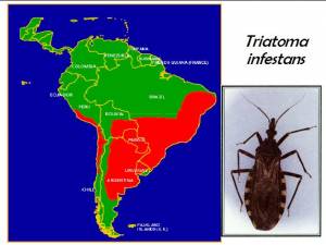 prevalence of Triatoma infestans in LAC (click to enlarge)