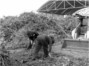 Municipal composting plant in the Federal District